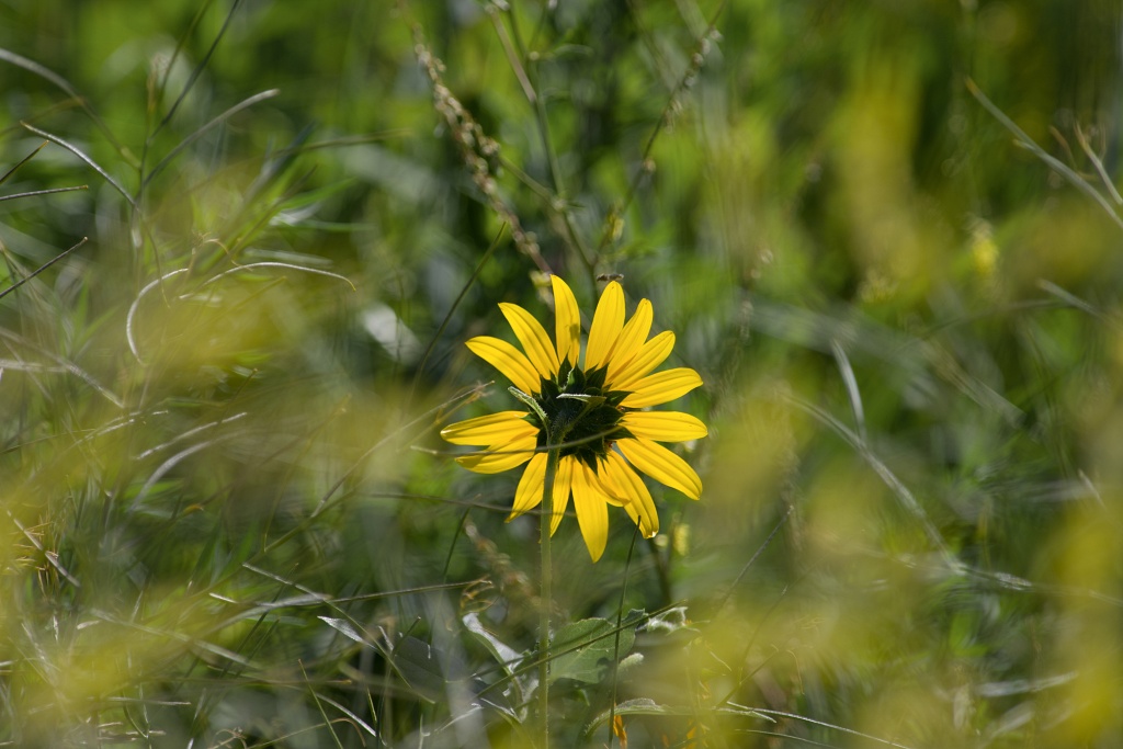 Prärie Sunflower - Süddakota