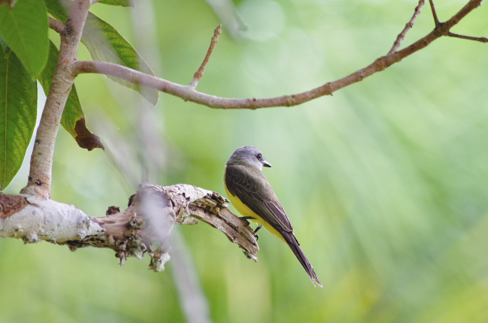 Flycatcher - Amazonas-Peru
