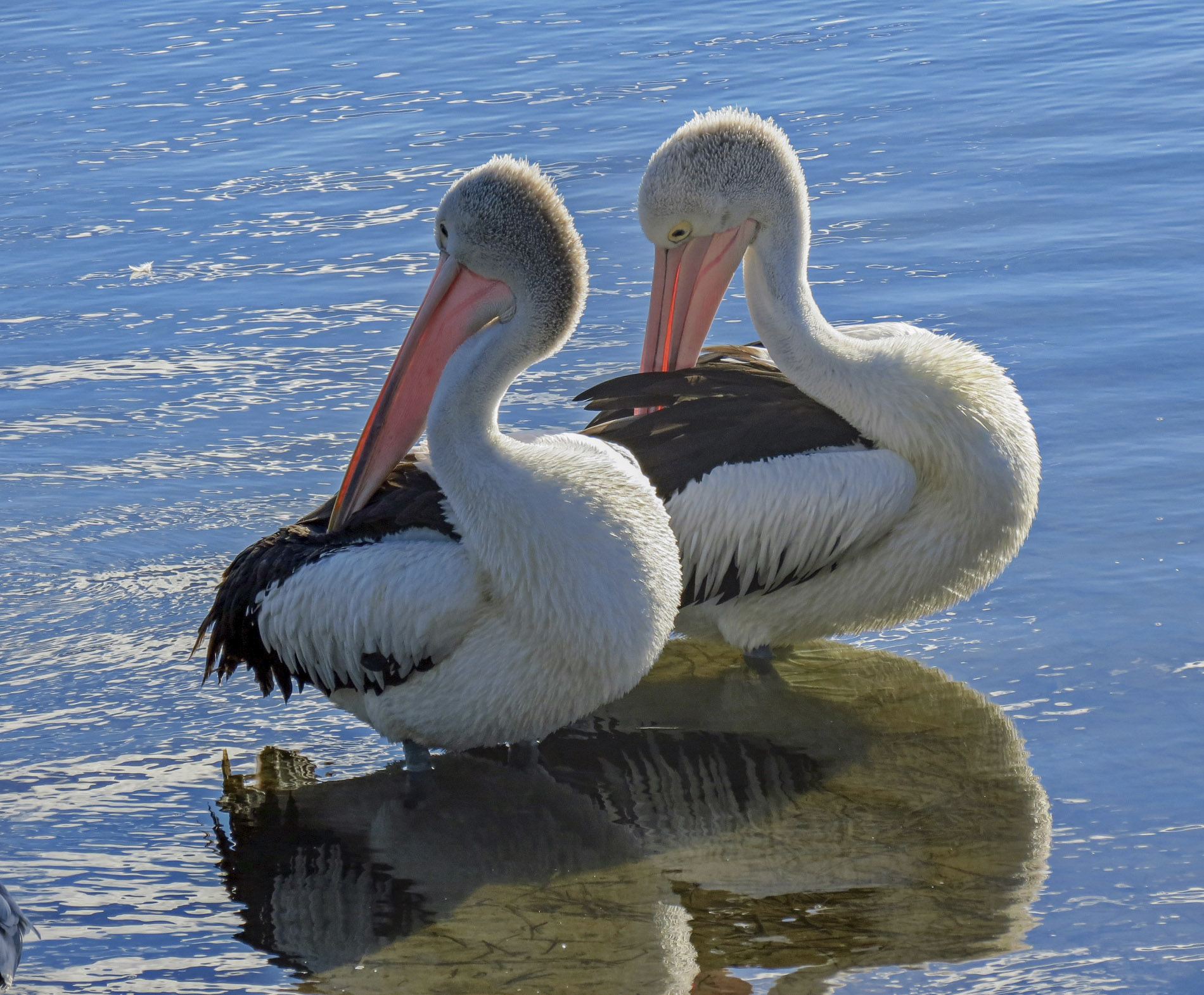 Pelikan - Australien
