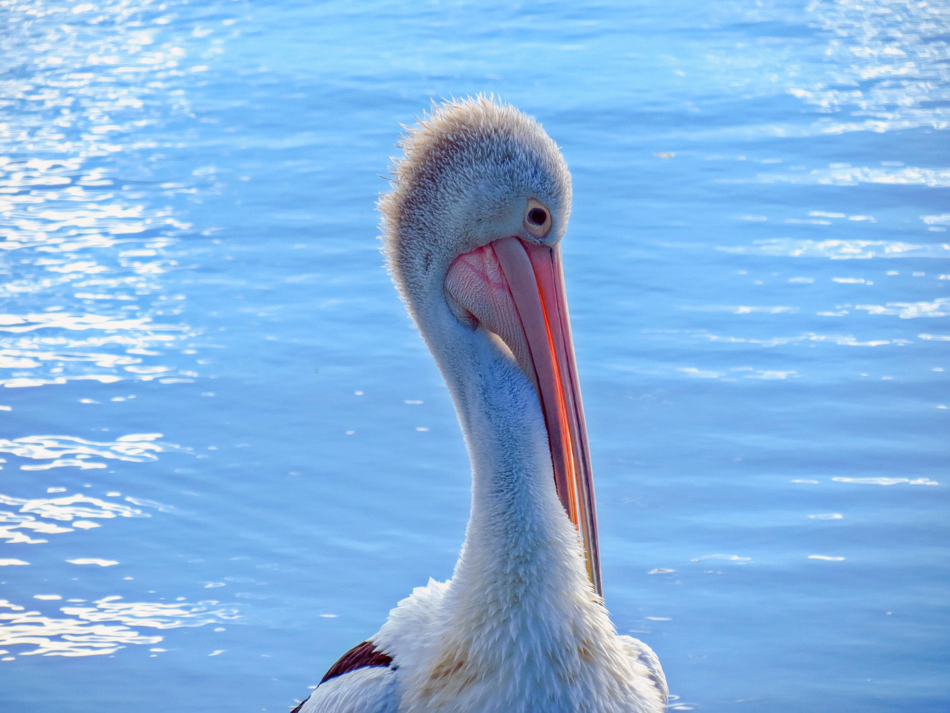 Pelikan - Australien