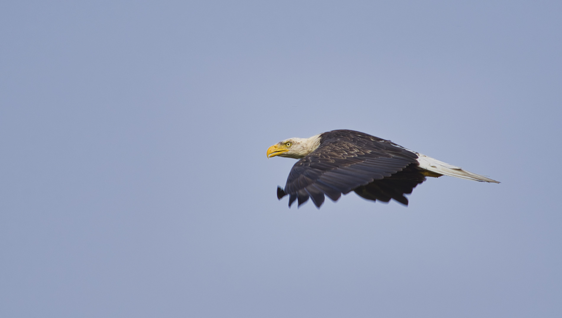 Weisskopfseeadler - Süddakota