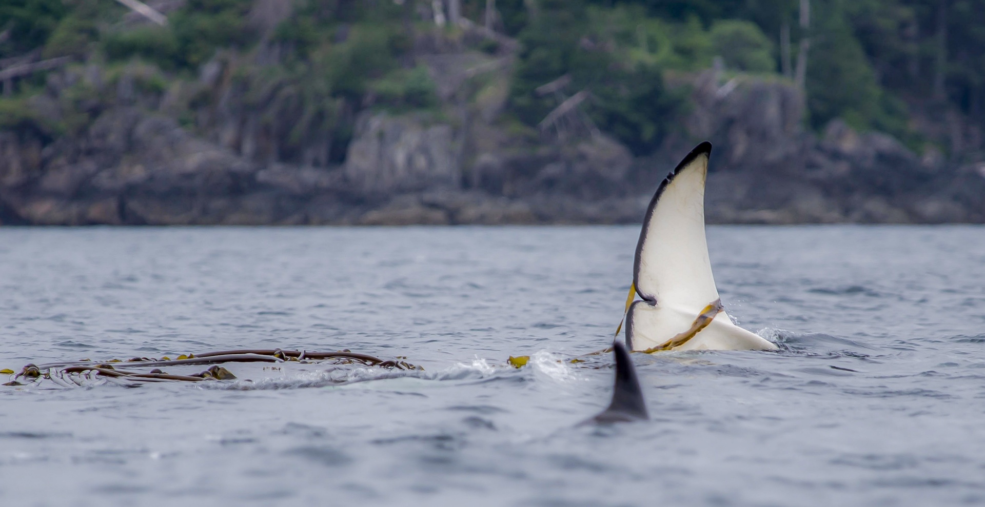 Orca Spiel im Kelb - Canada
