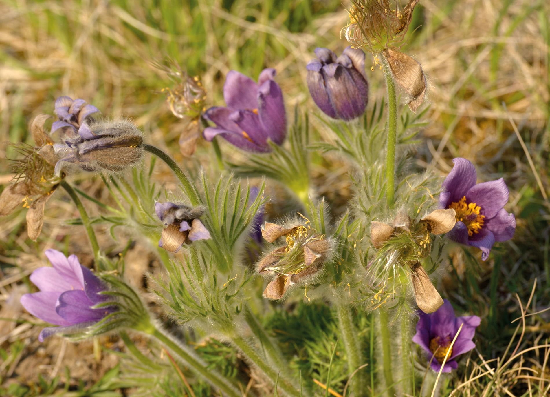 Küchenschelle