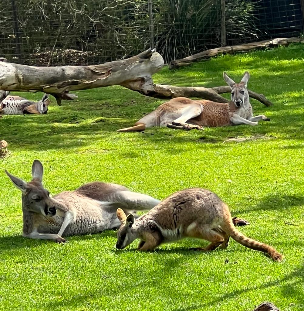 Wildlife Australia