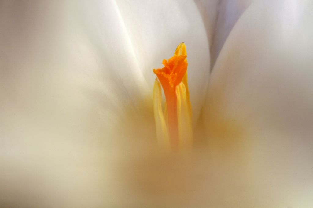 Krokus