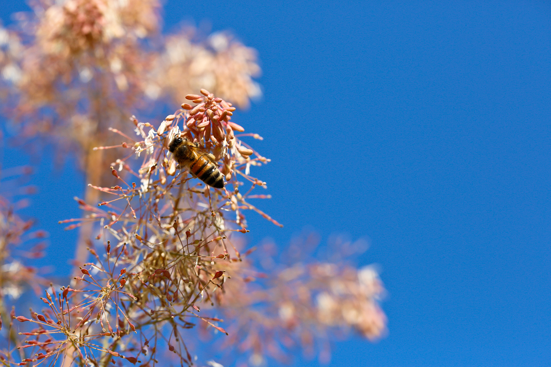 Macleaya