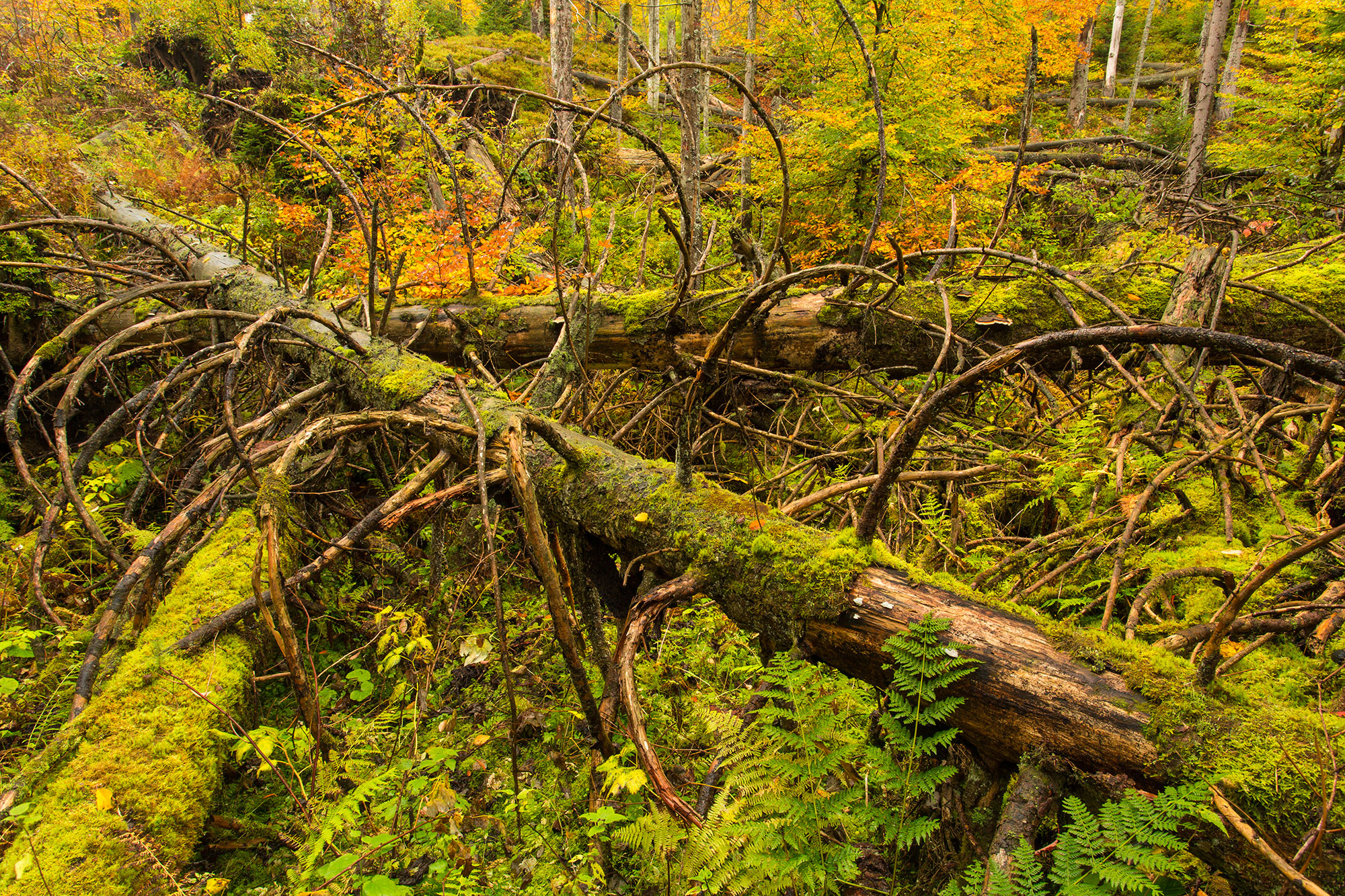 Herbst im Luisengebiet Bayerwald