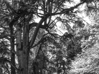 Mainau_04_SW_Hochkontrast