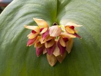 orchidee_01